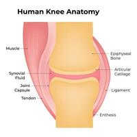 humano rodilla anatomía Ciencias diseño ilustración diagrama vector