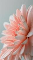 Pink Flowers Close Up on Blue Background photo