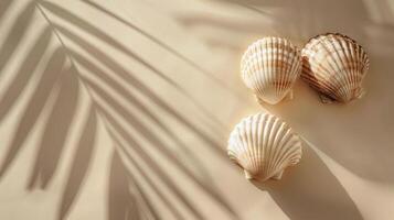 Two Seashells Resting on White Surface photo