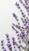 Cluster of Purple Flowers on White Background photo