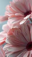 Pink Flowers Close Up on Blue Background photo