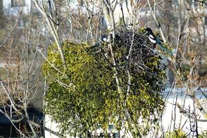 in spring, high on a tree, two magpies build their nest, one lays out twigs, carries them in its beak, the wind shakes the tree Bird magpie builds a nest photo