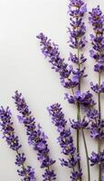 Cluster of Purple Flowers on White Background photo