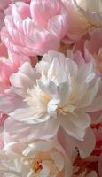 Pink and White Flowers in a Bunch photo