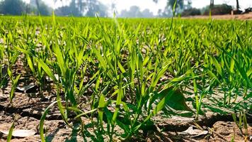 Newly Growing Crops in Farm photo