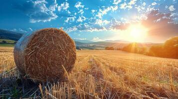 Bale of Hay in Field photo