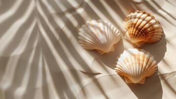 Two Seashells Resting on White Surface photo