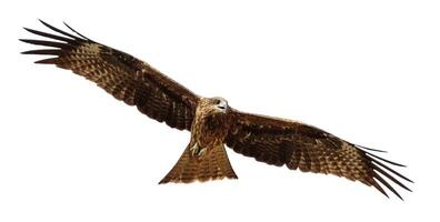 Black Kite in Flight photo