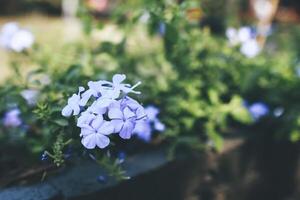 Delicate Blue Flowers in Garden photo