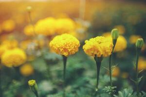 Yellow Marigolds in Bloom photo