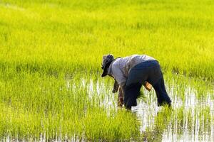 arroz granjero a trabajo foto