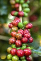 Red Coffee Beans on a Branch photo