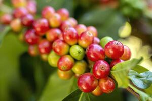 Red Coffee Beans on Branch photo