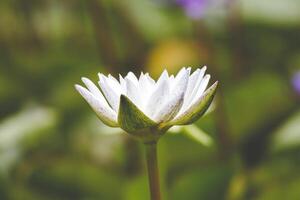 White Water Lily in Bloom photo