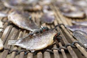 Flies on Dried Fish photo