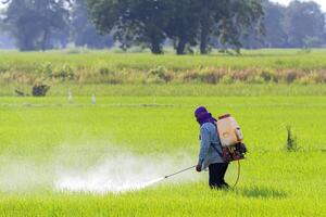 granjero pulverización pesticida en arroz campo foto