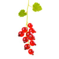 Vibrant red currants Ribes rubrum elegantly suspended from a delicate stem their translucent beauty captured png