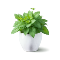 Mint small green leaves with a fresh scent growing in a small white ceramic pot png