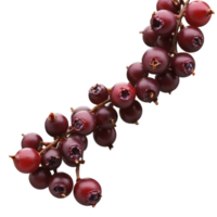 Salal Berries dark purple salal berries forming a wave pattern with some berries falling png