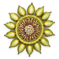 Cardamom mandala an aromatic arrangement of cardamom pods with seeds spilling and steam rising png