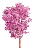 Pink Tree Isolated On White photo