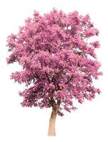 Pink Tree Isolated On White Background photo
