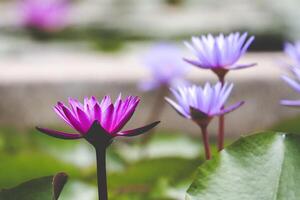 Purple and Blue Water Lilies photo