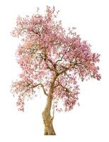 Blooming Pink Tree on White Background photo