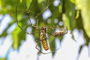 Giant Spider Capturing Prey photo