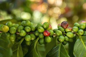 Unripe Coffee Beans on a Branch photo