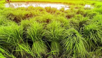 Bundles of Rice Seedlings Ready for Planting photo