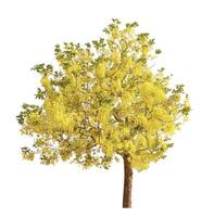 Golden Shower Tree on White Background photo
