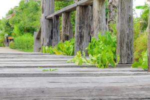 Life Finds a Way on Wooden Bridge photo