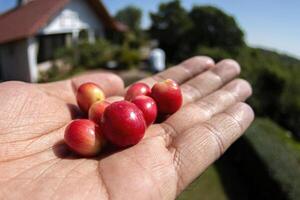Handful of Coffee Cherries photo