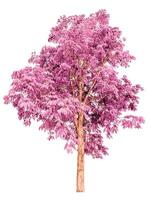 Pink Tree Isolated On White Background photo