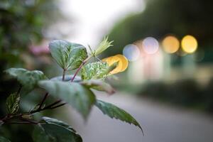 Variegated Leaf in Evening Light photo
