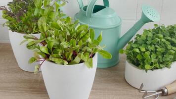 intérieur herbe jardin trousse avec Frais vert les plantes video