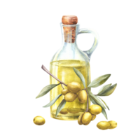 Olive oil in glass bottle with cork and olive tree branch with leaves and berries. Watercolor hand drawn illustration for food sauce label, vegetarian menu, cosmetic. Isolated clipart background png