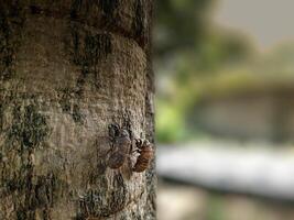 cicada shell attached to a tree trunk. Bug insect shell photo