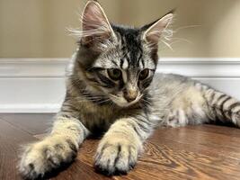 small Siberian kitten lies on pink blanket He has big huge ears in their hair He played a lot and is tired his eyes are closing he wants to sleep He is gray and striped moves little twitches his ear photo