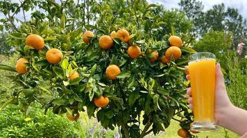 orange juice freshly squeezed against the background of a tree on which tangerines or oranges hang photo