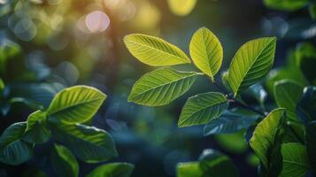 Close Up of a Green Leafy Tree photo