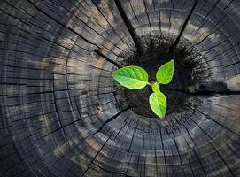 New sprout growing from tree stump photo