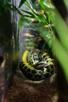 colubridae Vancouver acuario, antes de Cristo, Canadá dos serpientes mentira lado por lado en un abrazo en un terrario detrás vaso con verde hojas belleza rata serpiente elaphe taeniura ortiofis foto