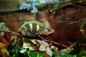 Veiled Chameleon Chamaeleo calyptratus sits on branch and look in different directions close-up on a grey background. 4k raw Studio vertical footage of exotic pet, animals photo