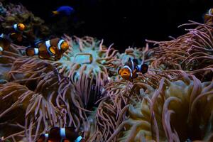 Amphiprion ocellaris clownfish Nemo vancouver aquarium in british columbia fish swimming background soothing for music falling asleep at night relax screen saver space for text marine ocean life photo