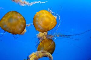 grupo de Medusa tranquilamente nadando en contra un azul fondo en lento movimiento foto