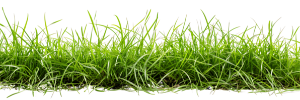 Transparent Green Grass on White Background png