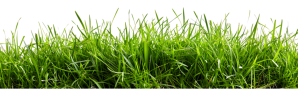 Transparent Background Isolated Verdant Grass png