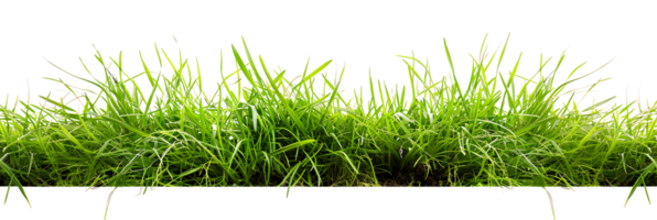 Clear Background Verdant Grass Isolation png